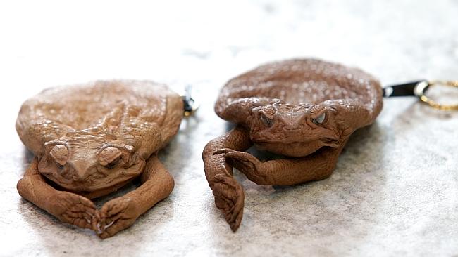 Cane toad coin online purse