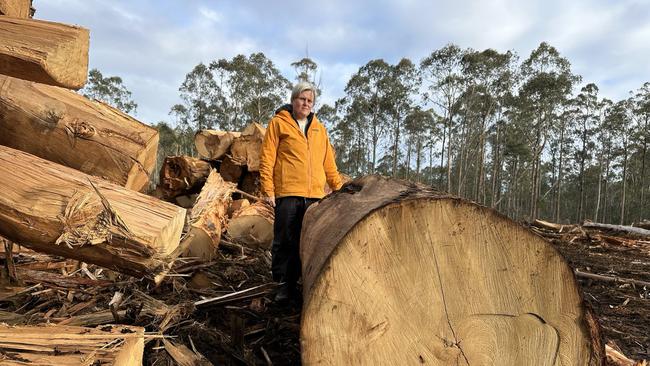 Anti-logging protests in forests in the Tasmanian Central Highlands, near Lake Binney. Source: Bob Brown Foundation