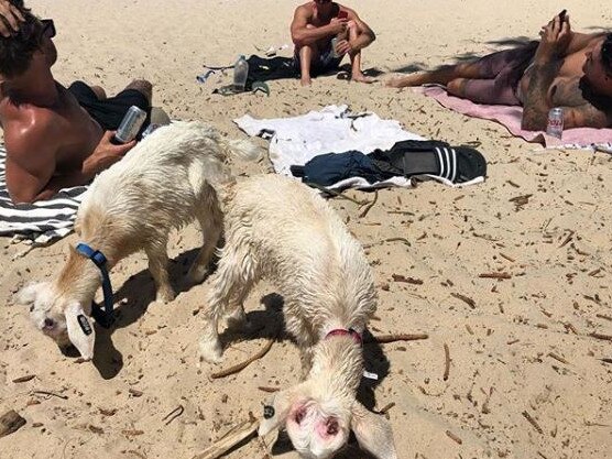 Motocross rider and Nitro Circus extreme athlete Harry Bink has become the target of animal activists after he was accused of abusing his two goats Billy and Tilly. Photo: Instagram