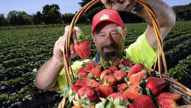 Strawberry grower Brenton Sherry fears the impact of the contamination scare could be devastating for SA’s berry growers. Picture: Tom Huntley