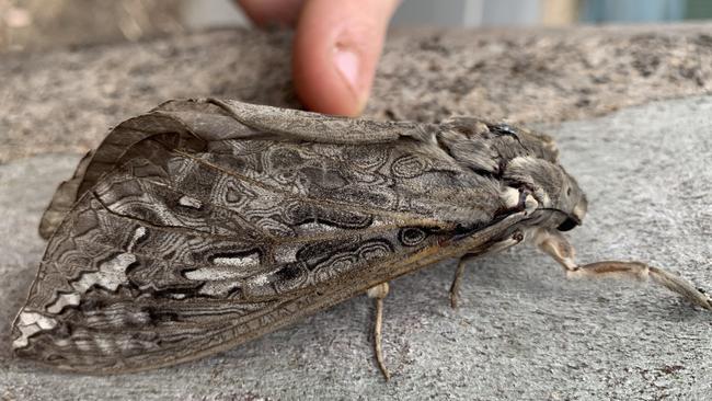 Rain moths at Mount Torrens in the last week of April 2020. Picture: Abigail Thomas