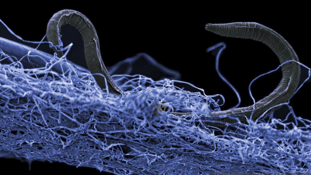 A nematode (eukaryote) in a biofilm of microorganisms, from Kopanang gold mine in South Africa, which lives 1.4km below the surface. Picture: AFP/Gaetan Borgonie