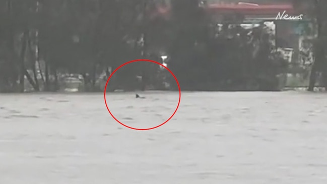 Great white shark spotted in Narrabeen Lagoon