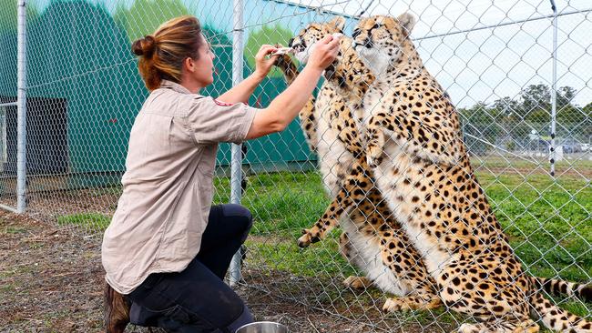 Tasmania Zoo owner Rochelle Penney with new cheetahs, Zari and Tafara. Picture: PATRICK GEE