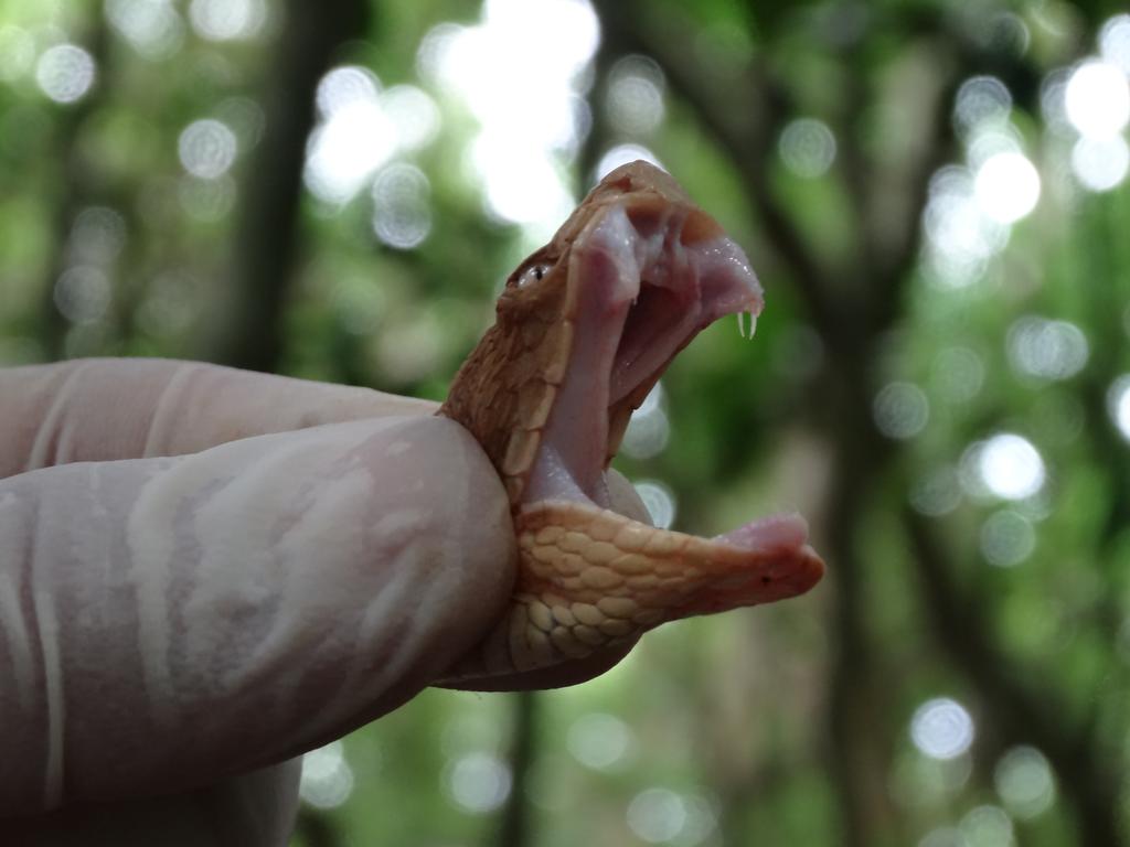 Their venom is five times more poisonous than their mainland cousins. It can kill a person in under an hour with horrifying symptoms, from kidney failure to internal bleeding and tissue death.