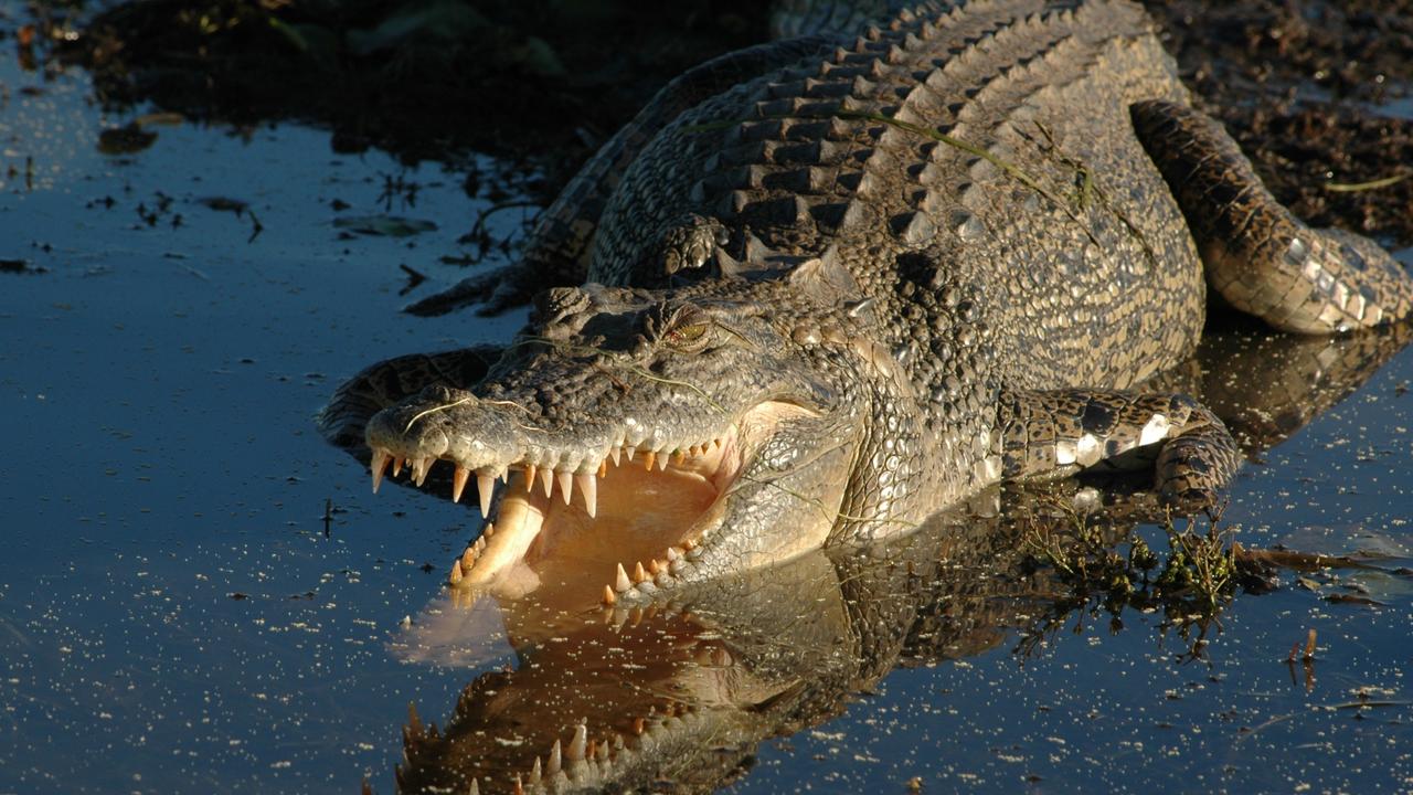 Mackay, Qld: Croc launch into boat ‘not normal’ behaviour | news.com.au ...