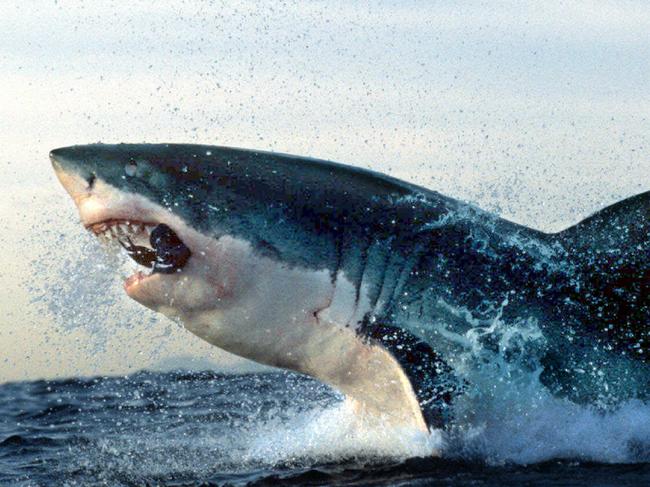 Great White pointer shark lurching out of water feeding on bull seal.  / Sharks  archived