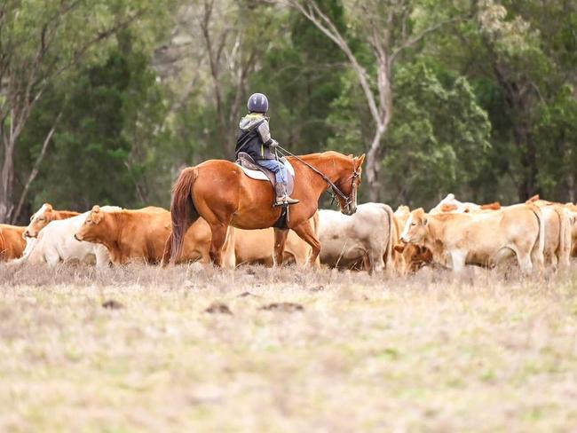 Kory Burton helping with mustering on the property.