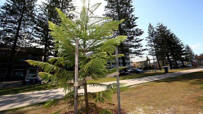 Photos from the 2015 tree planting. Pic by David Clark