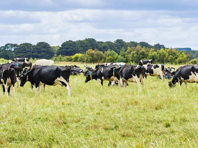 DAIRY: Renee Mugavin dairy workerRenee Mugavin dairy worker who won a grand prize of a trip to the Netherlands at the Young Farmers Ball.PICTURED: Stock Photo. Dairy farm. Dairy cows. Holstein cows. Generic Farm.Picture: Zoe Phillips