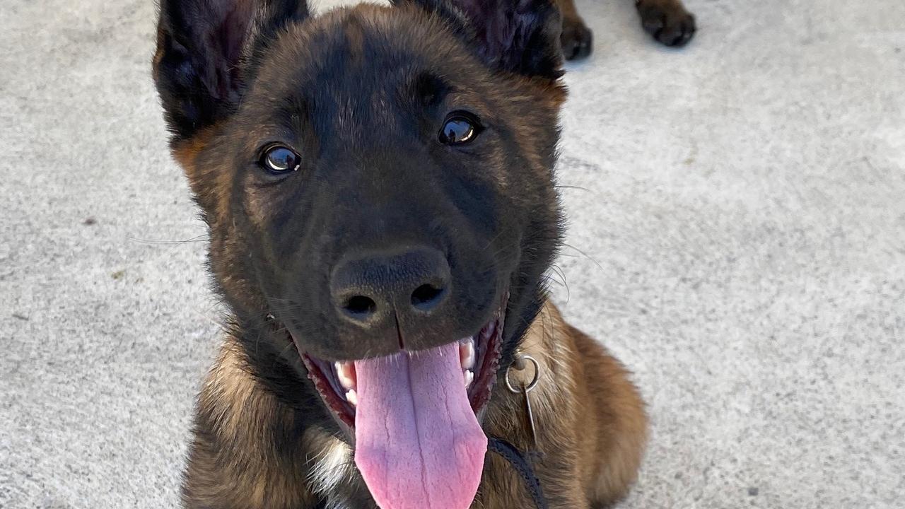 ‘Extremely distressing’: Police dog dies after being hit by truck