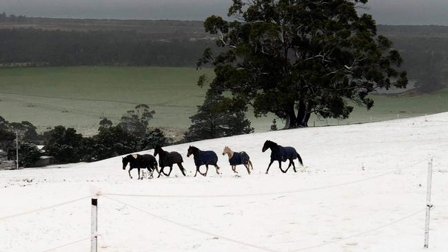 Horses explore the snow at Marion Bay Picture: Mary Pavicich