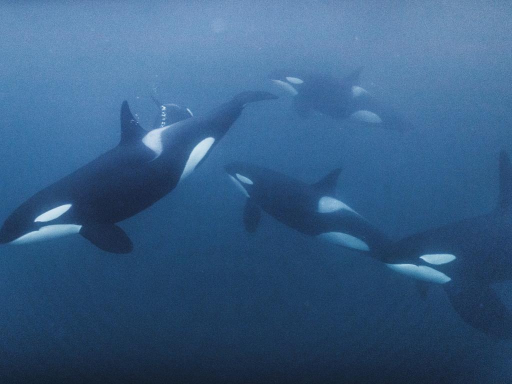 Killer whales like the notorious orca dubbed White Gladis have been attacking boats for years. Picture: iStock