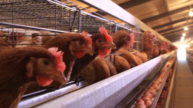 Australia’s agricultural ministers meet this Thursday to discuss banning caged eggs by 2036, 12 years earlier than planned. Picture: Australian Eggs