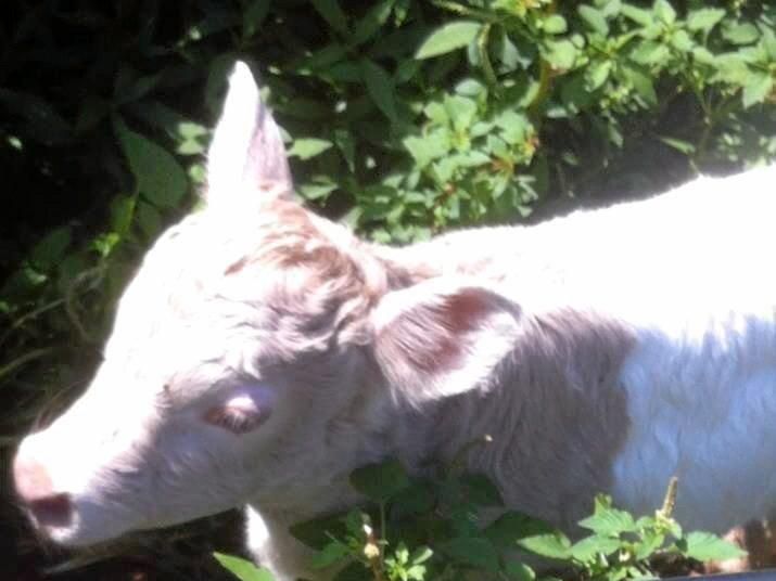 Baby Pink Cow Baby Pink Cow