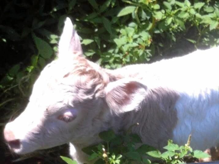 Pink baby cow born on Easter near Lismore