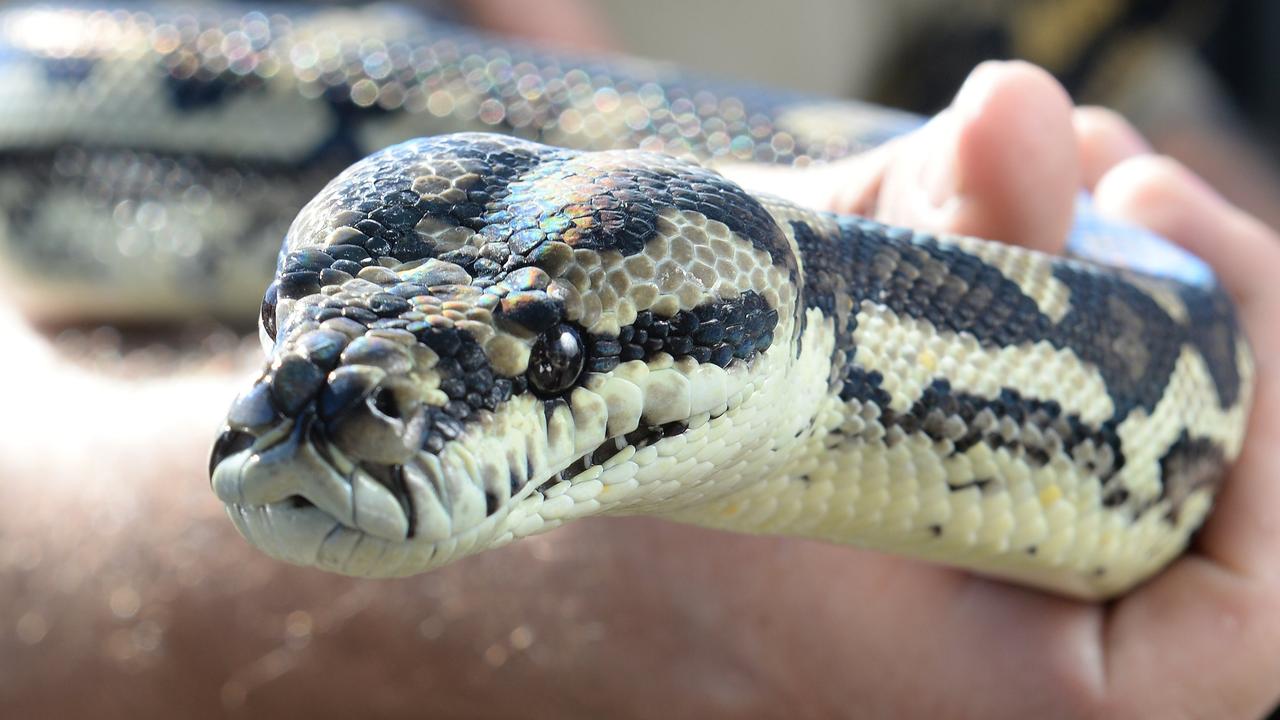 Police will allege they found more than 100 snakes, guns and drugs across two properties. Picture: Generic/File.