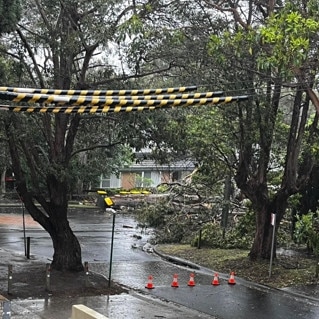 Photos from Ashburn Place Gladesville where a large tree fell across the road after heavy rain today. Picture: Supplied