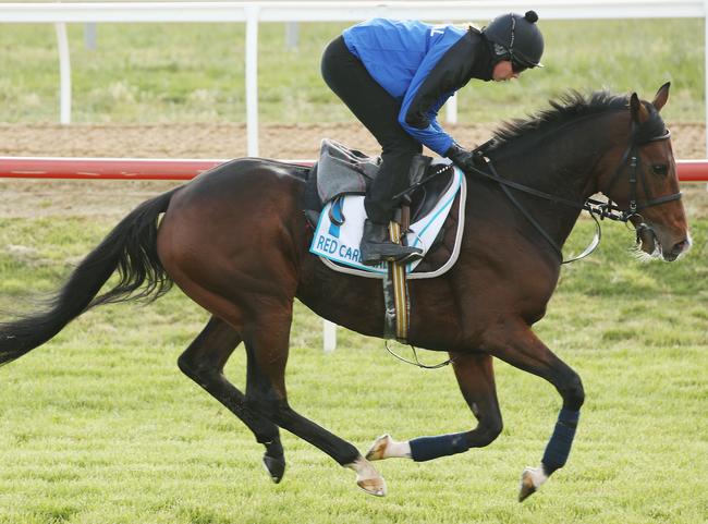 MELBOURNE, AUSTRALIA - NOVEMBER 05: Red Cardinal gallops during the Werribee International Gallops at Werribee Racecourse on November 5, 2017 in Melbourne, Australia.  (Photo by Michael Dodge/Getty Images)