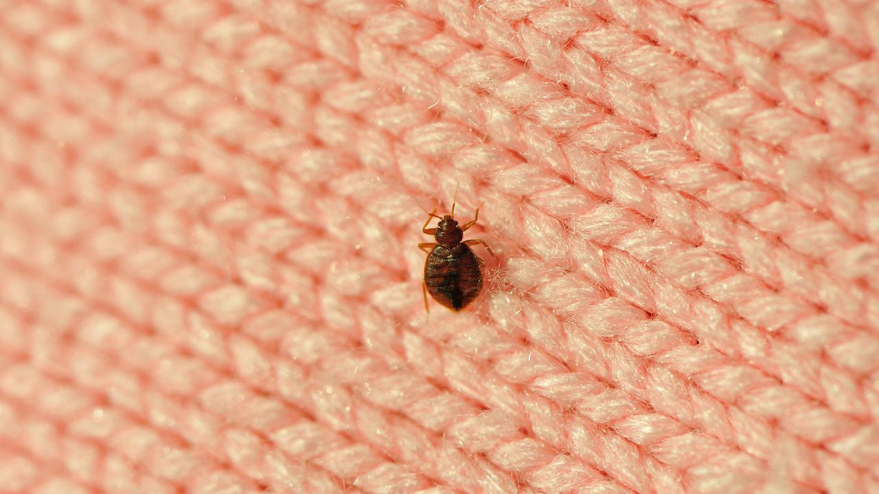 The bed bug lives off the blood of animals and humans.