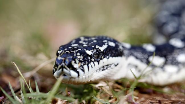 Firefighters got more than they bargained for when they found four diamond pythons in a Bundeena home. (AAP Photo/Josh Woning)