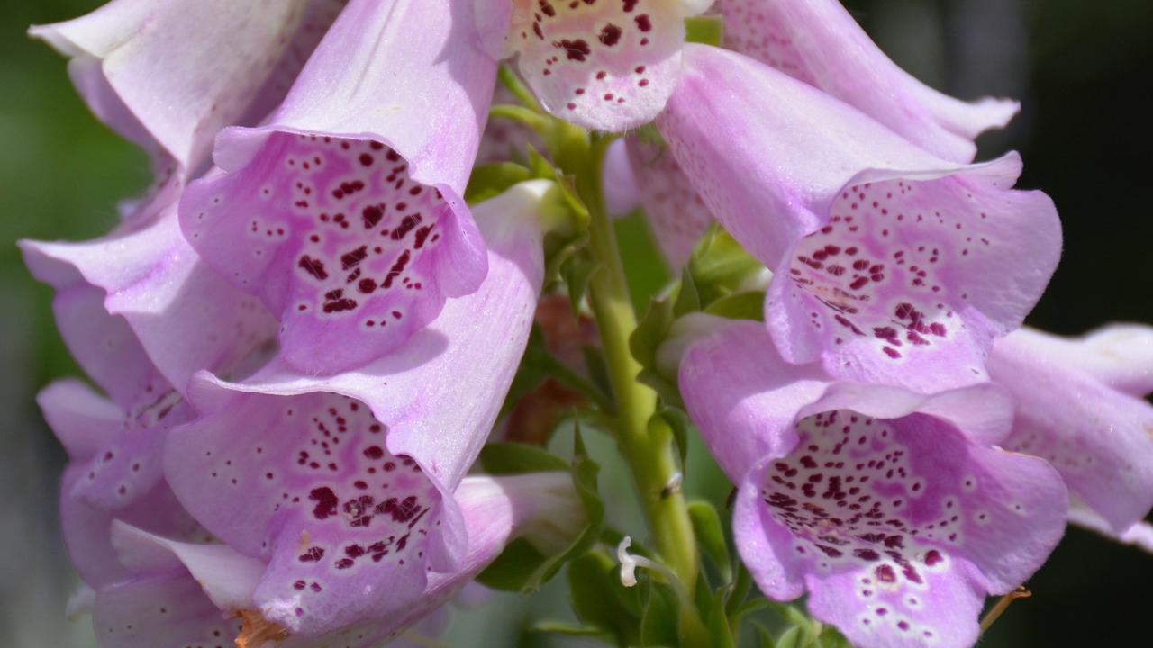 Popular garden plant declared a pest in Tasmania