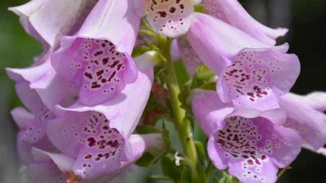 Foxglove,jpg: Foxgloves have gone from cute cottage plant to a devastating and unwelcome new weed. Photo Sue Tapping