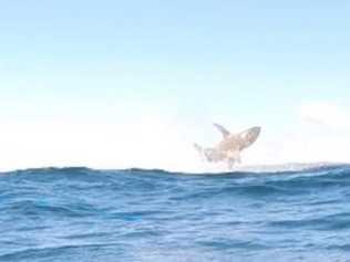 Spear fishermen captured this giant shark leaping from the water on film at Double island Point recently . Picture: Frances Klein