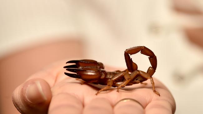 Elina Walsh with her pet scorpion Pricilla which has give birth to 22 baby scorpions.  Picture: Evan Morgan