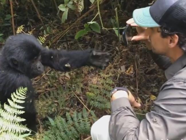 Andy Lee’s adorable meeting with baby gorilla