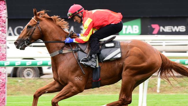 Robbie Fradd rode Wisdom Of Water in a gallop between races at Eagle Farm. Picture: Trackside Photography