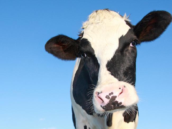 single holstein cow close-up, against a blue sky