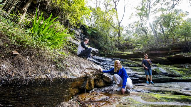 Allenby Park, a bushland reserve stretching between Allambie Heights, Beacon Hill and Brookvale. Picture: Northern Beaches Council