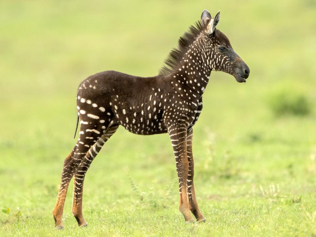 Rare spotted baby zebra discovered by wildlife photographer | Photo | news.com.au — Australia's leading news site