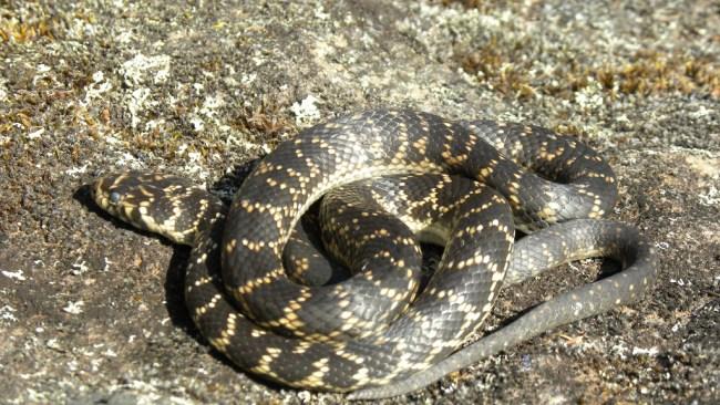 A broad-headed snake similar to the one the dad picked up. Picture: WikiMedia