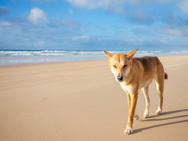 A dingo walking along 75 mile beach on Fraser Island on a sunny day