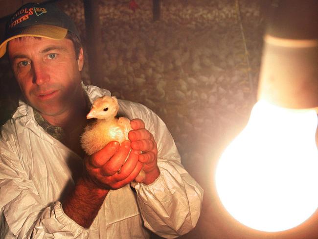 North-West poultry producer Robert Nichols with a three week old turkey at the family's Sassafras poultry farm