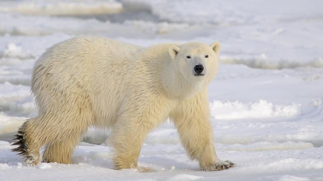 A post about the growing polar-bear population was wrongly tagged as falsehood.