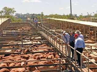 LOCAL HOST: Roma will host the 2019 Australian Livestock Markets Association national expo. Picture: Alexia Austin