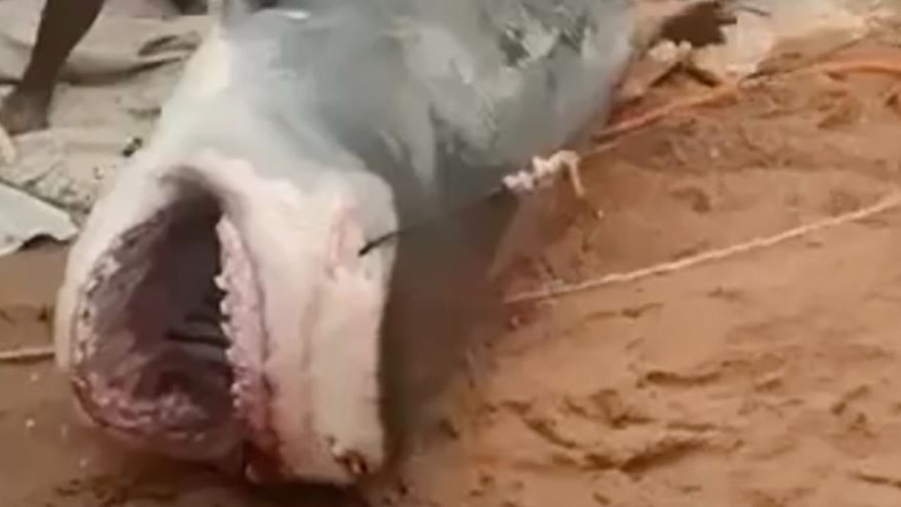 A shark was clubbed to death after it attacked a tourist in Egypt. Picture: East2West News