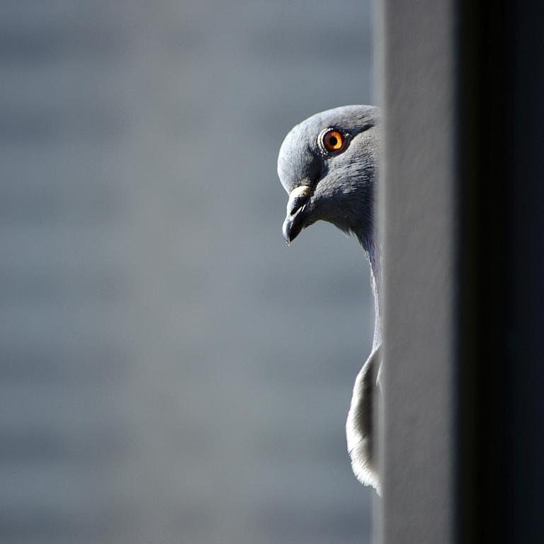 Pigeons are driving a young family away from their dream home. Picture: Sneha Cecil /Unsplash