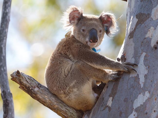 The listing of the koala as threatened in 2022 made headlines around the world. Picture: Adam Head