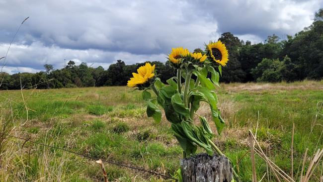 Sunflowers left on the roadside at Cooran after a 17-year-old boy's life was cut short in a motorbike crash. Picture: Matty Holdsworth