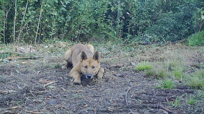 The dingo no longer meets the eligibility requirements for consideration as a threatened species under the Flora and Fauna Guarantee Act 1998.