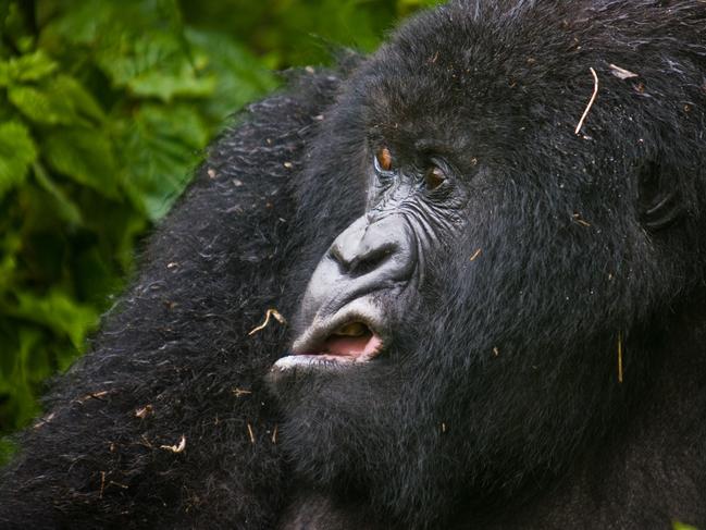 A mountains gorilla appears to look at something that does not meet with his approval. Picture: Josef Friedhuber/Barcroft Images