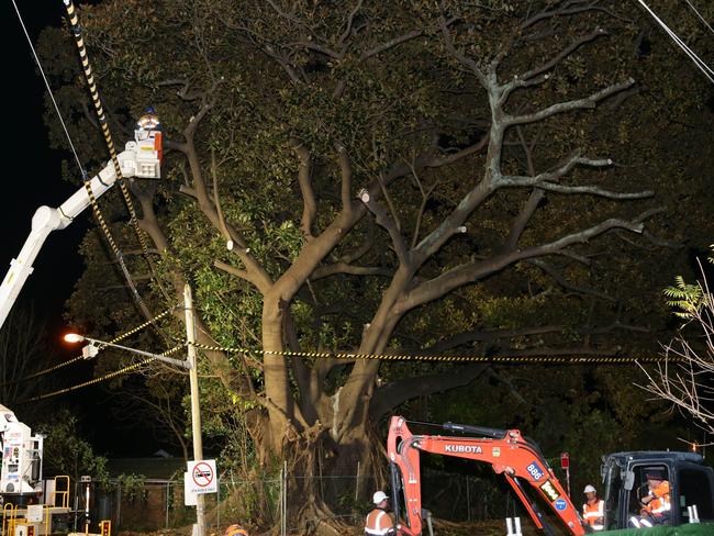 Tree protesters have attended High Street, Randwick in support of stopping tree's being cut down along the route of the light rail project. Pics Bill Hearne
