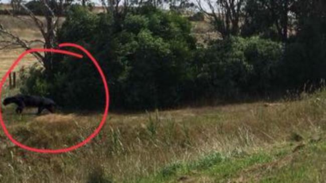 Mornington Peninsula big cat sightings: “evidence” turns sceptic into ...