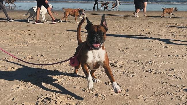 Wilbury was loving being around the other boxers. Picture: MATTHEW WELCH