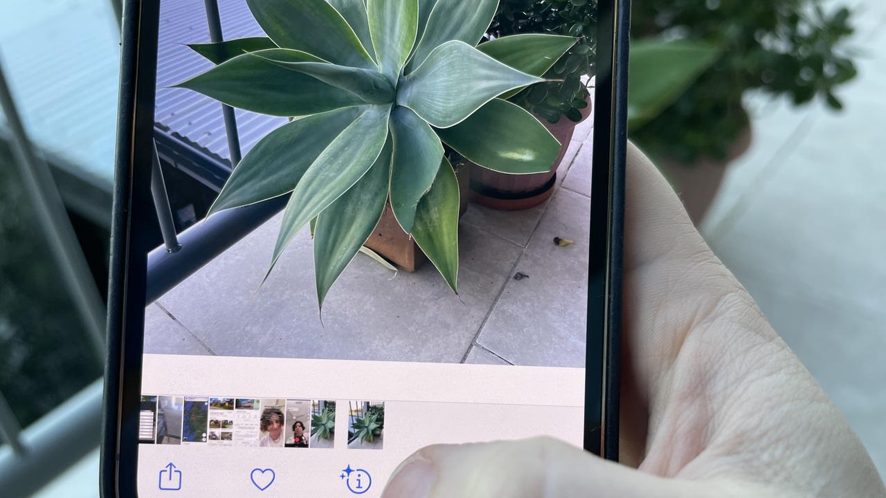 To find out the name of a plant, all you need to do is tap the ‘i’ icon, then the words ‘Look Up – Plant’. Picture: Elly Awesome