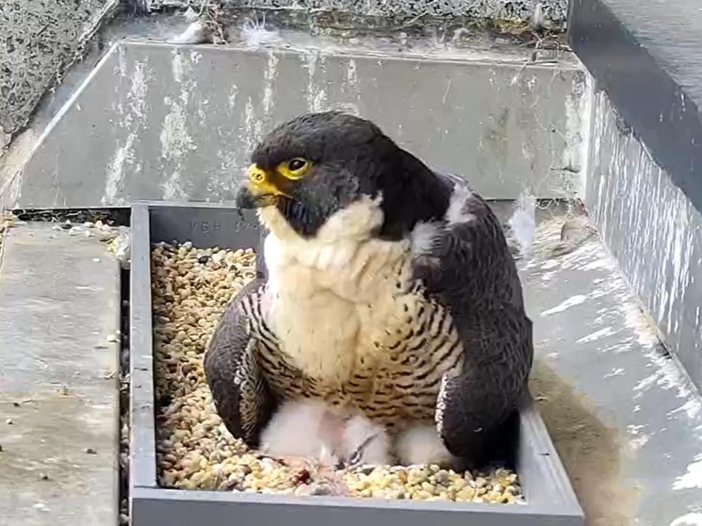 Screenshot of a peregrine falcon sitting with its chicks. Picture: 367collinsfalcons.com.au